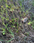 Green plants sprouting in a field of sandy soil