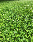 CLOVER BLEND PLUS CHICORY