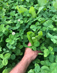 CLOVER BLEND PLUS CHICORY