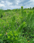 FORBS AND FORAGE