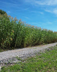 HEAVY DUTY FOOD PLOT SCREEN