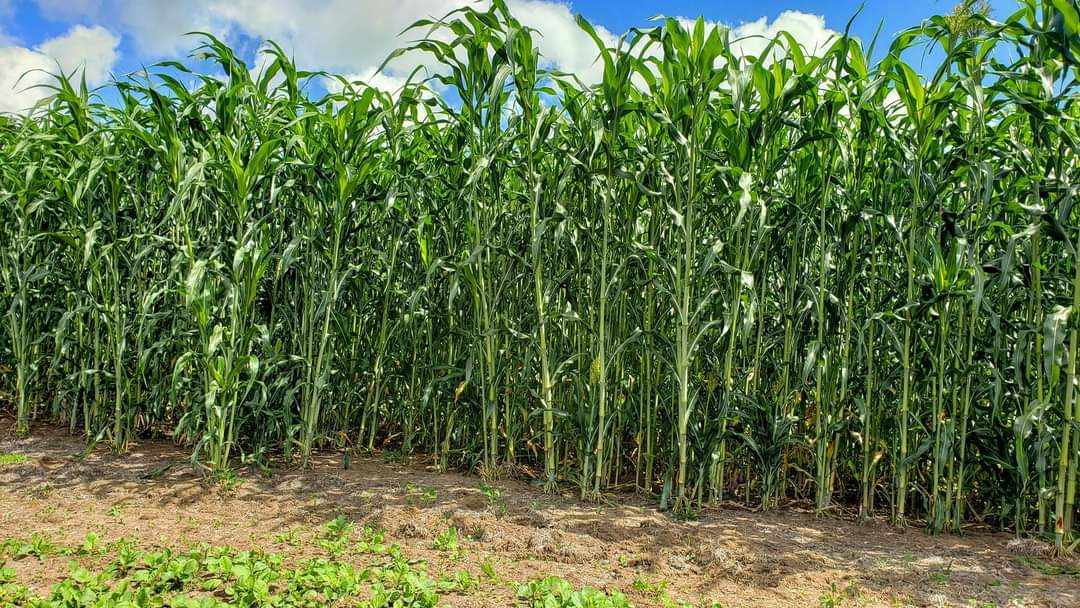 HEAVY DUTY FOOD PLOT SCREEN- 4 pound bag