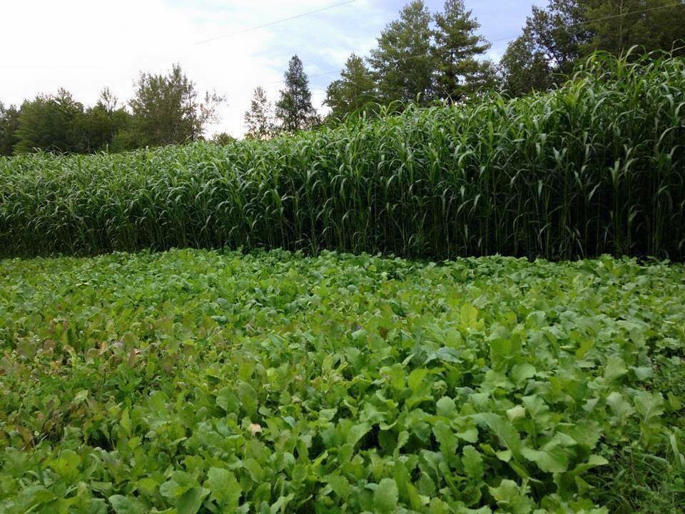 HEAVY DUTY FOOD PLOT SCREEN- 4 pound bag