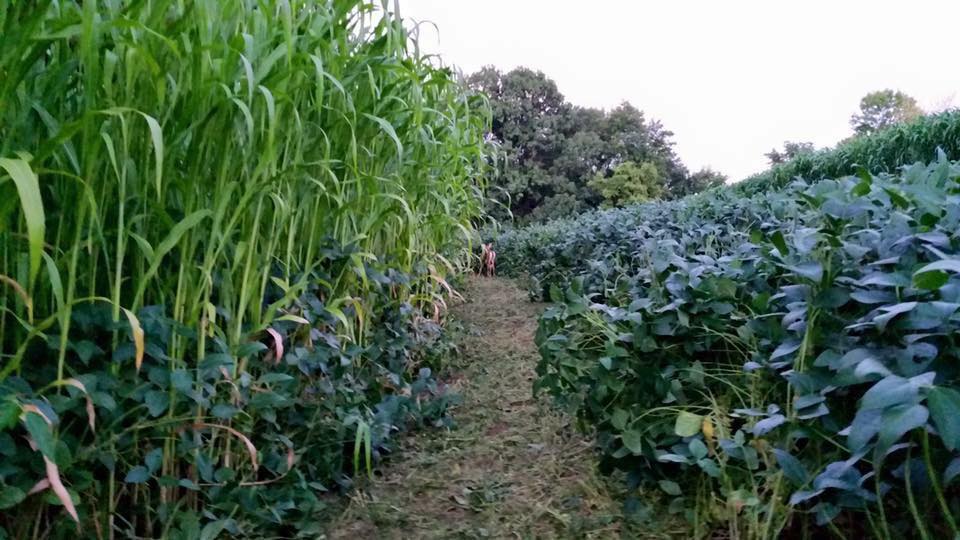 HEAVY DUTY FOOD PLOT SCREEN- 4 pound bag