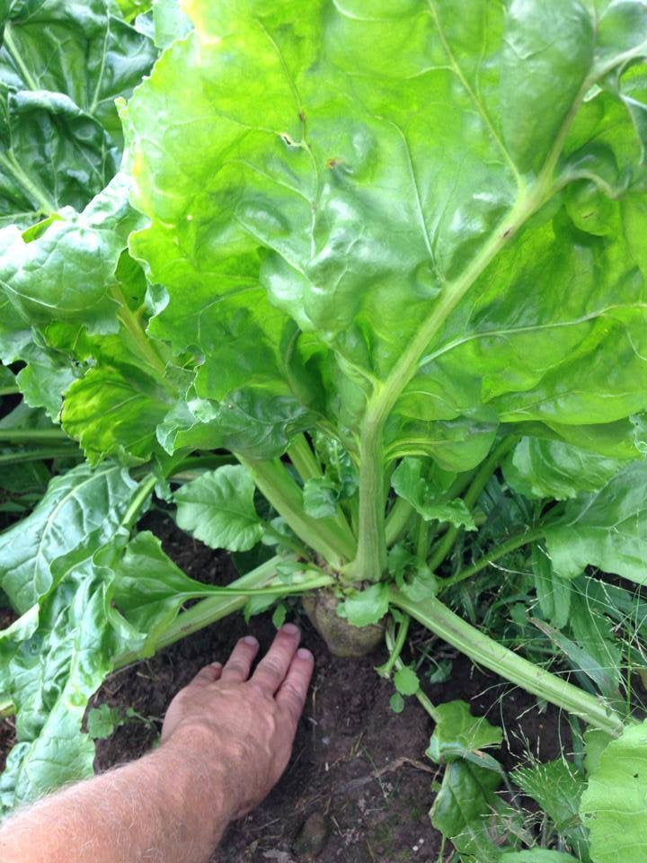 what does a sugar beet plant look like SUGAR BEETS