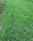 WHITETAIL FORAGE OATS