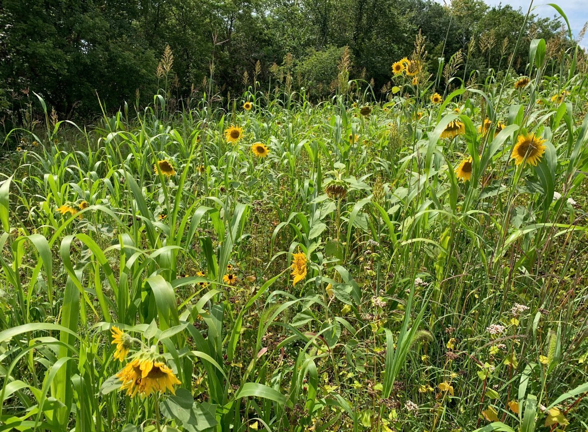 blend plant SOIL BUILDER BLEND