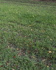 FALL FORAGE SANDY SOIL BLEND