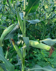 MIDWEST 96 GOLD SERIES CORN