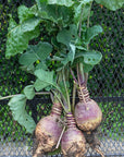 RUTABAGA- 2 pound bag