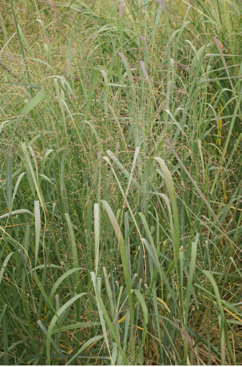 CAVE IN ROCK SWITCHGRASS - 5 pound bag