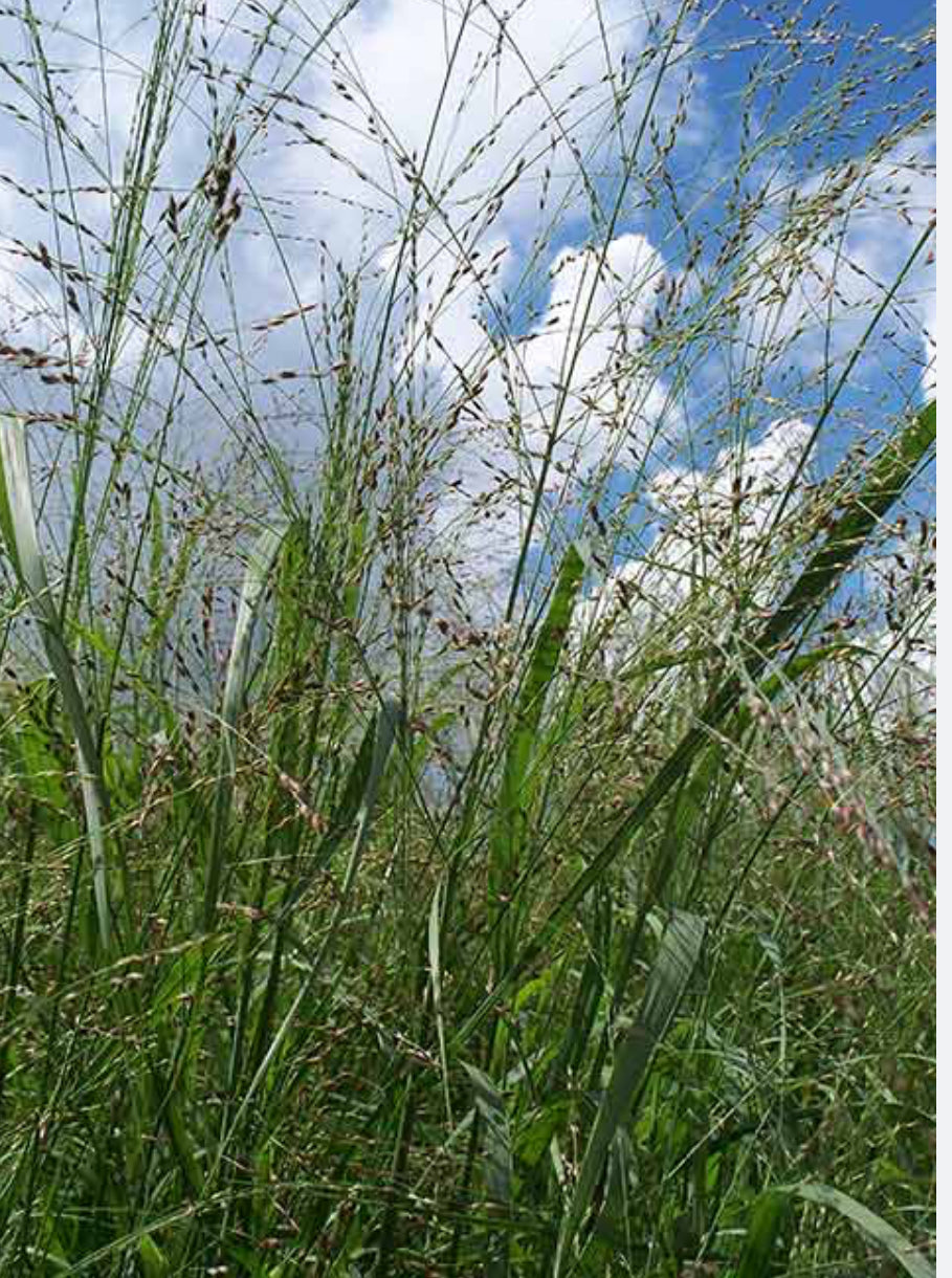 RC TECUMSEH SWITCHGRASS: 50 POUND BAG