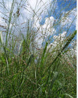 CAVE IN ROCK SWITCHGRASS - 5 pound bag