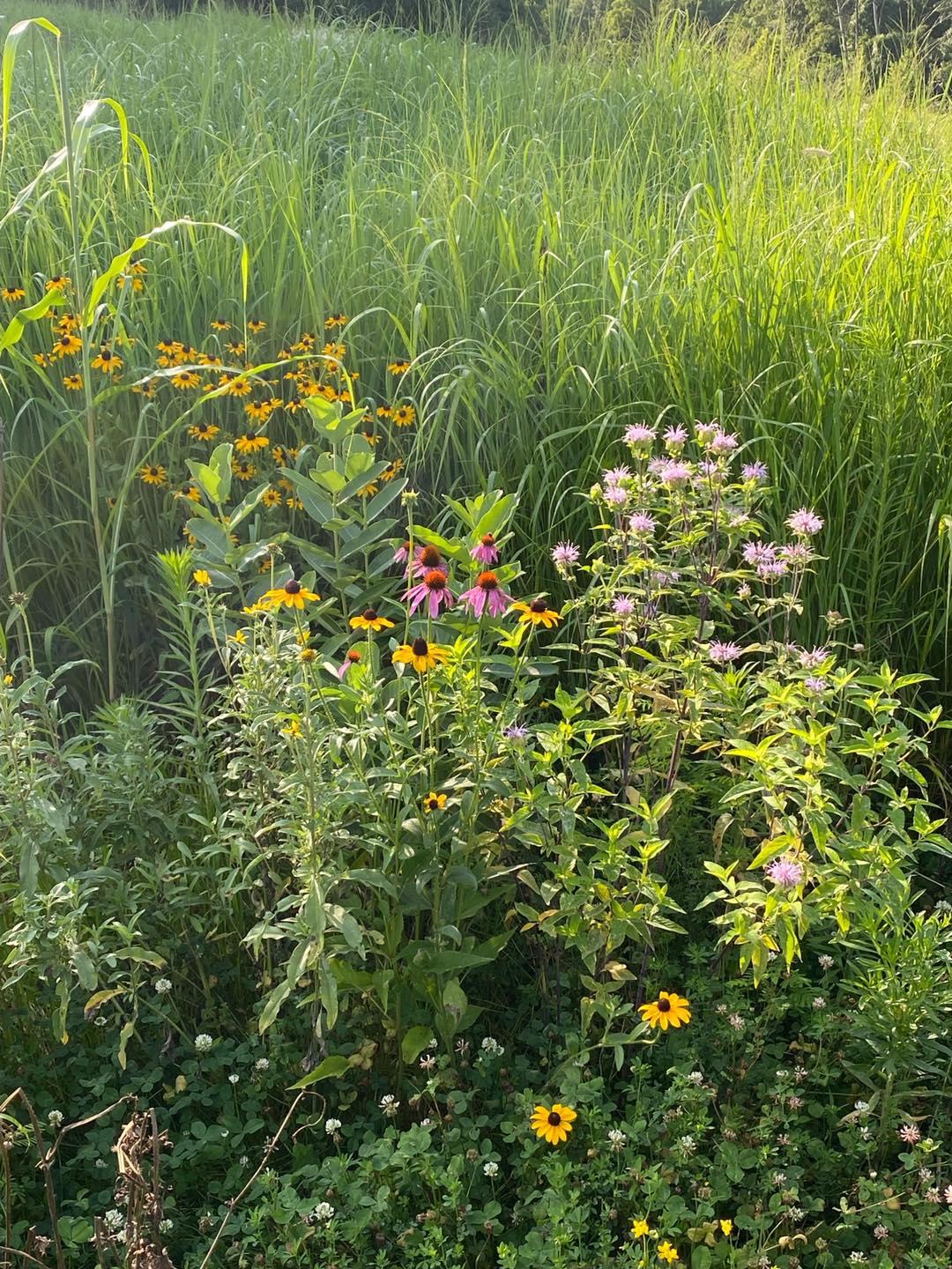wildflower seed spray POLLINATOR BLEND : ( 1 ACRE ) – Northwoods Whitetails Food Plot Seed