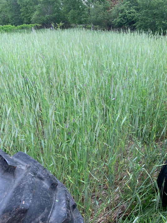 Rye Grain / Cereal Rye- 50 pound bag