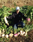 SWEET FEAST BRASSICA BLEND