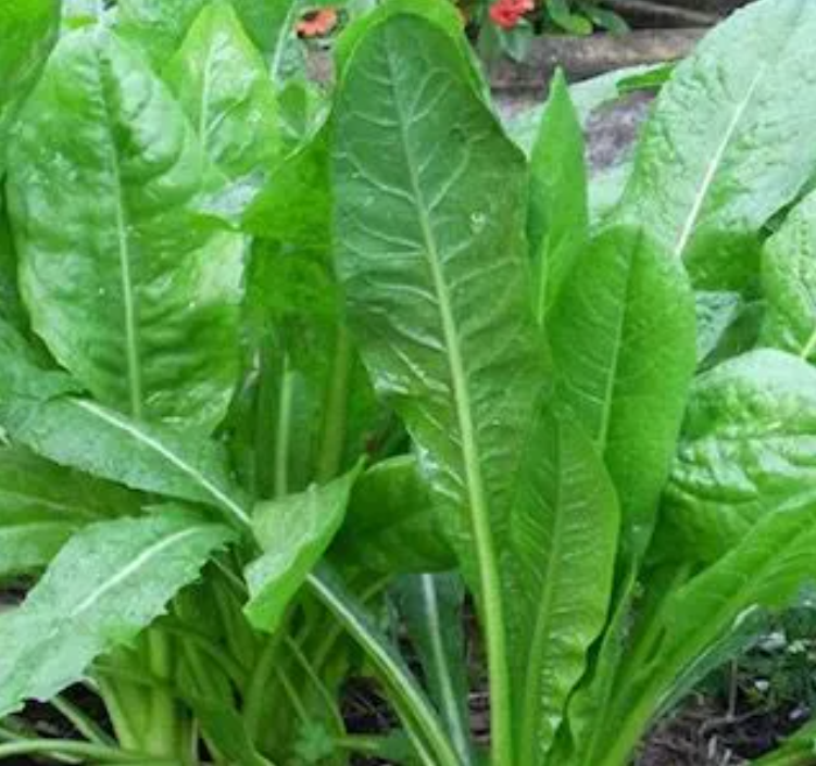 Northwoods Forage Chicory - 2 pound bag
