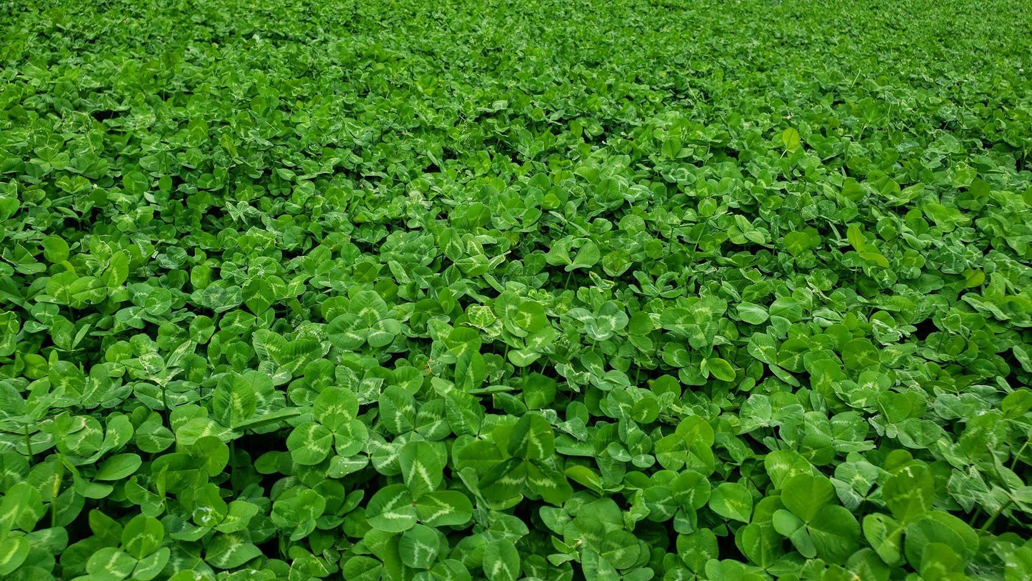 Clover Blend - 4 pound bag