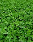 CLOVER BLEND
