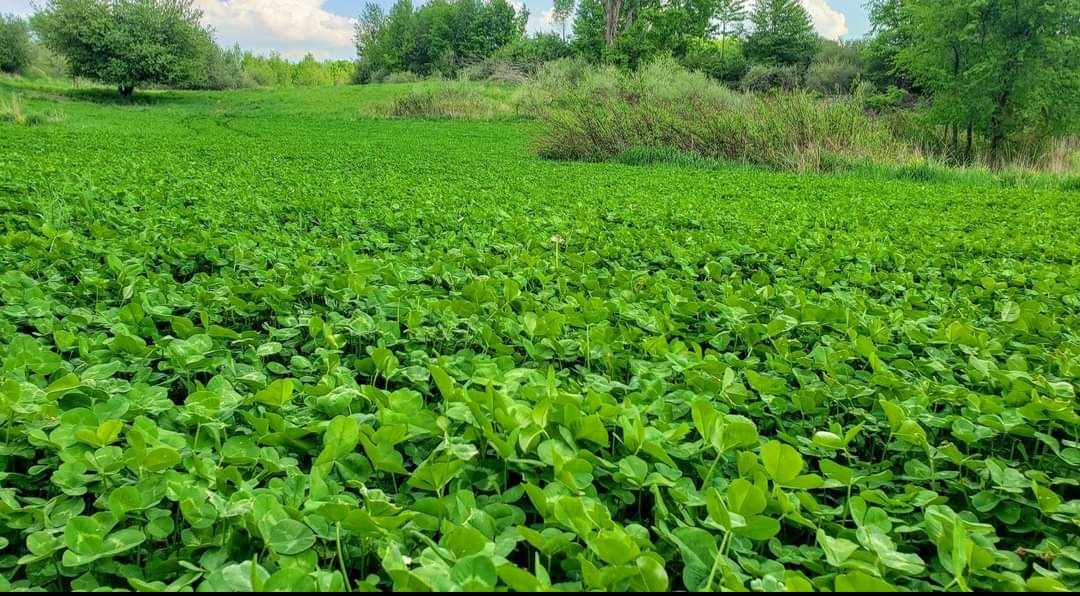 Clover Blend - 4 pound bag