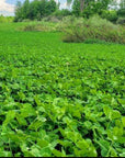 CLOVER BLEND