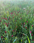 CRIMSON CLOVER
