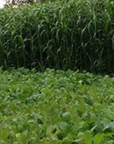 EGYPTIAN WHEAT