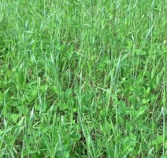 FALL FORAGE BLEND-25 POUND BAG