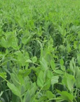 NORTHWOODS GREEN FORAGE BLEND