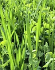 NORTHWOODS GREEN FORAGE BLEND