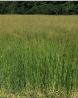 A field of tall grass with trees in the background.