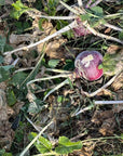 NORTHWOODS PURPLE TOP TURNIPS
