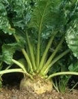 A beetroot is growing in the dirt in a garden.