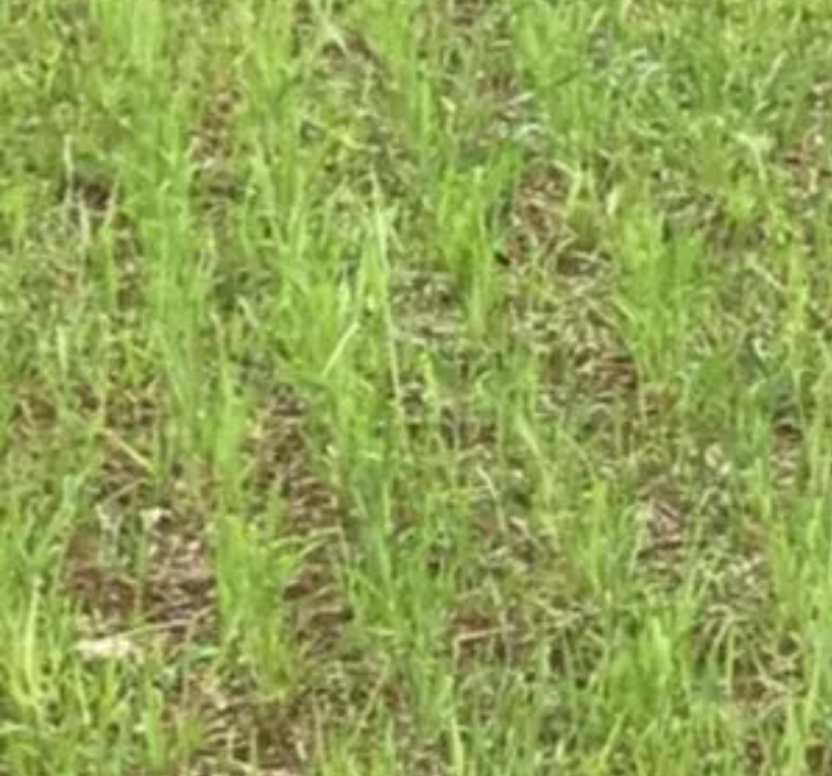 WHITETAIL FORAGE OATS