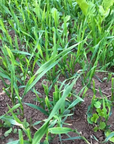 WHITETAIL FORAGE OATS