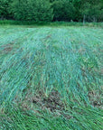 RYE / WINTER RYE / CEREAL RYE