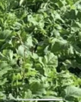 SHORT SEASON / SOUTHERN STATES BRASSICA BLEND