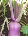 SHORT SEASON / SOUTHERN STATES BRASSICA BLEND