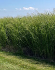 50 POUND BAG: RC SUNDANCE SWITCHGRASS