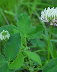 WET GROUND CLOVER