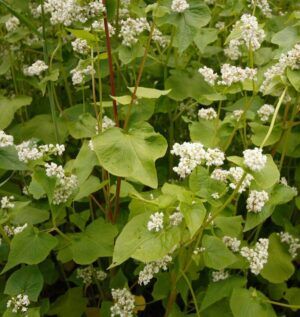 Why June-Planted Buckwheat Is the Secret to Better Fall Food Plots