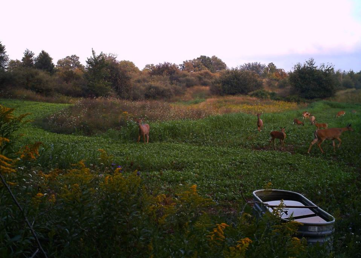 Sometimes What’s Around Your Food Plot Matters More Than What’s In It