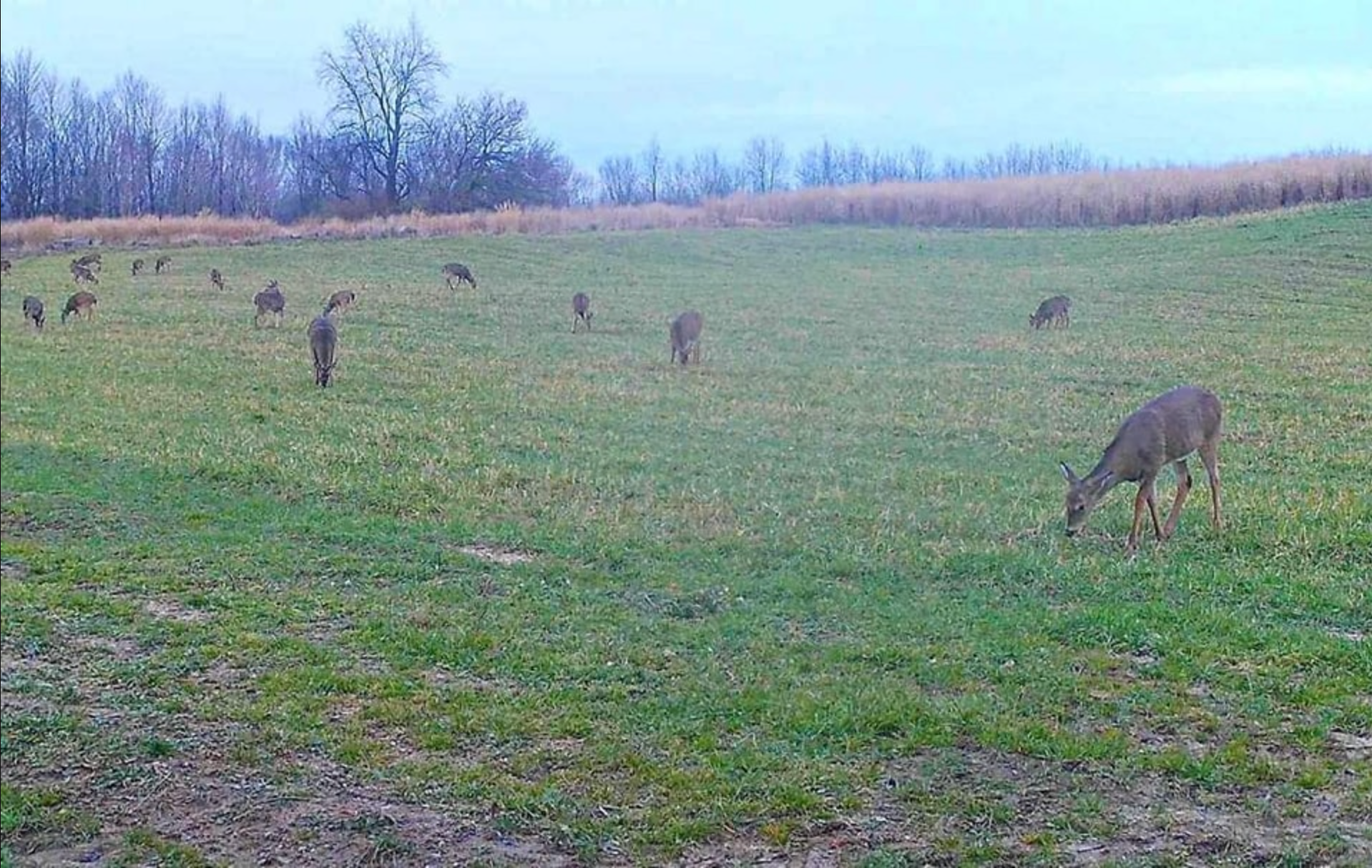 Why Destination Food Plots Should Be a Deer Buffet, Not a Monoculture