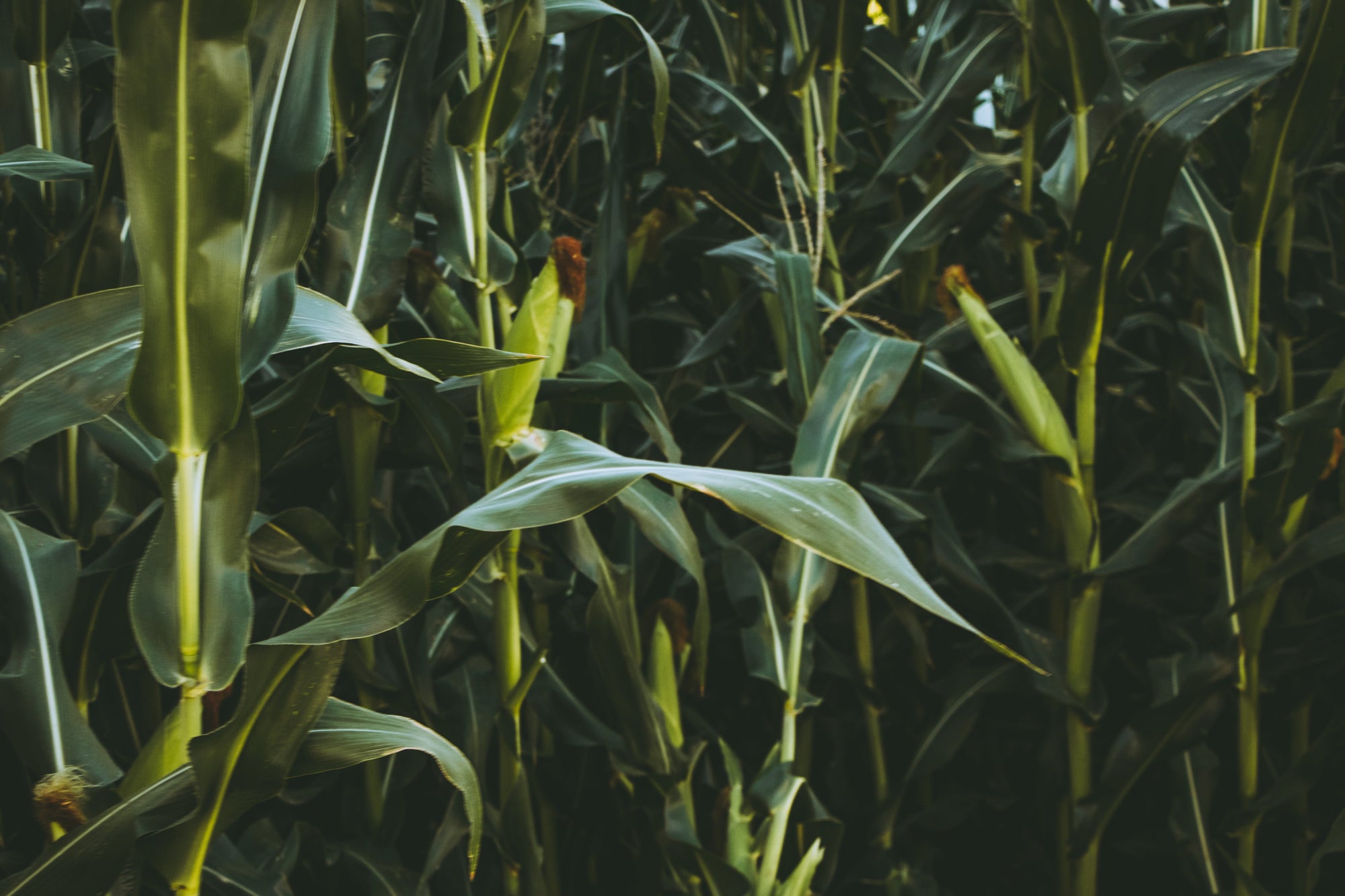 closeup of green corn stalks