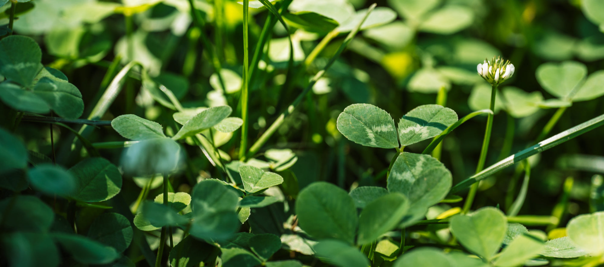 closeup of clover