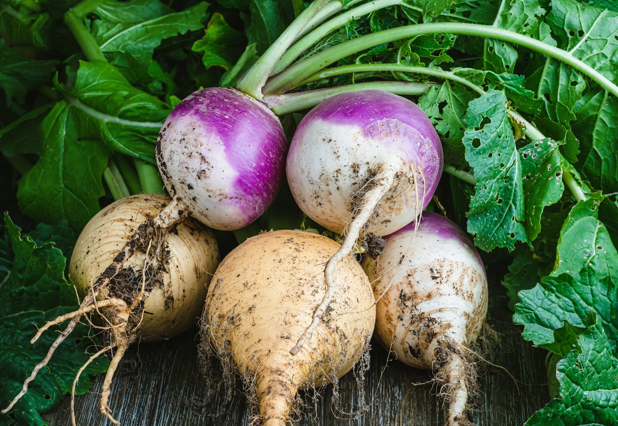 Closeup of turnips