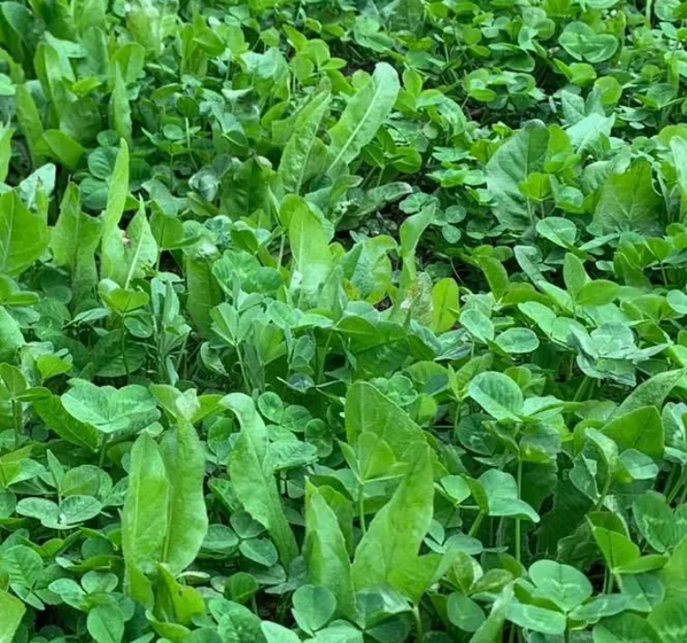 Starter Food Plot