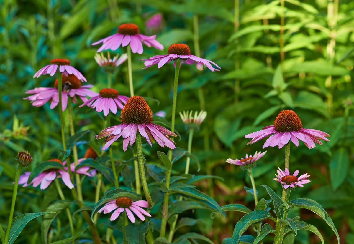 SPRING PLANTING – Northwoods Whitetails Food Plot Seed
