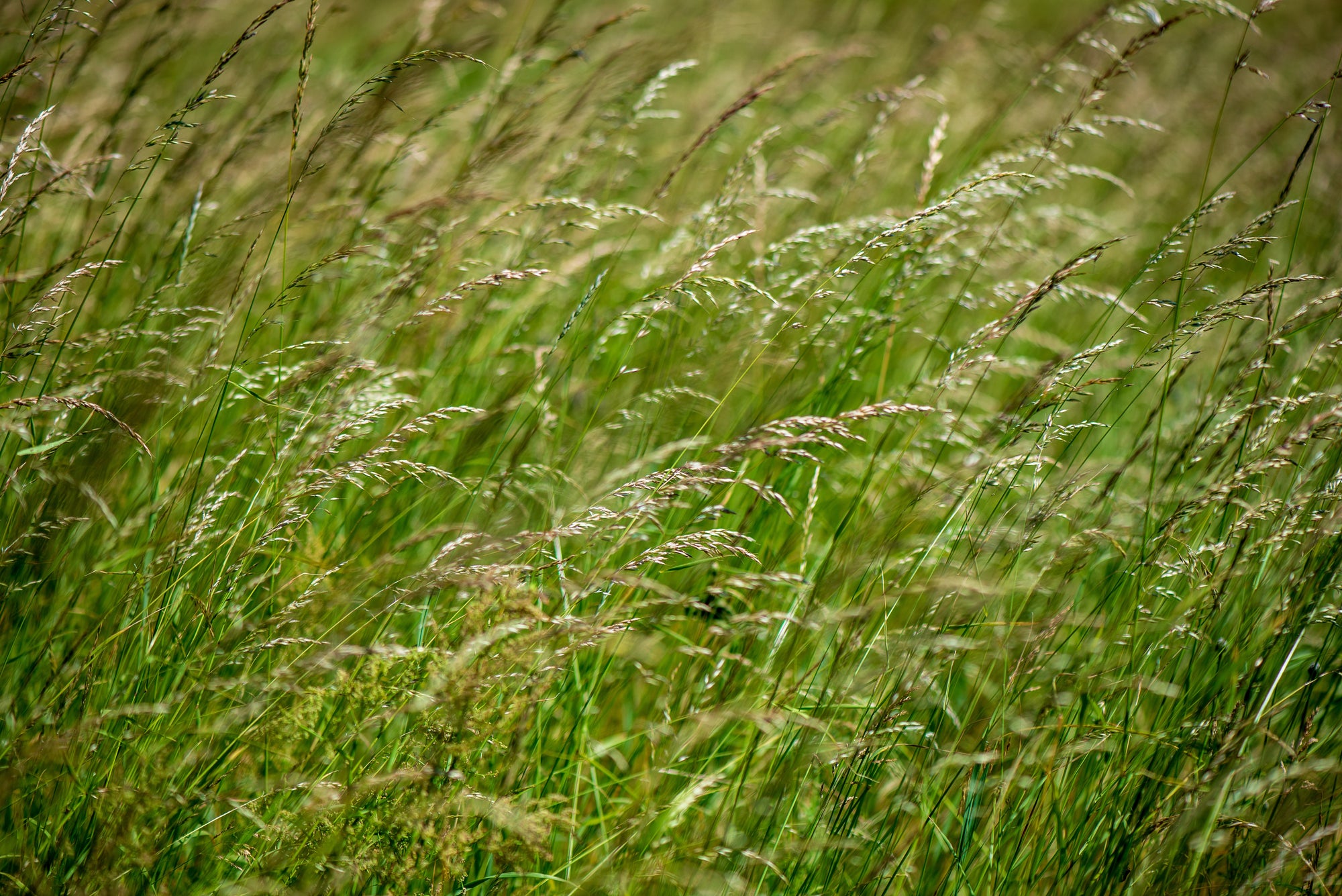 switchgrass field