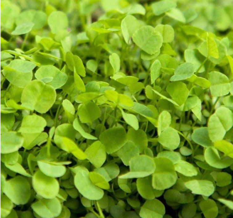 CLOVERS